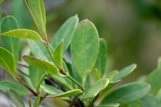 Image de Vincetoxicum carnosum (R. Br.) Benth.