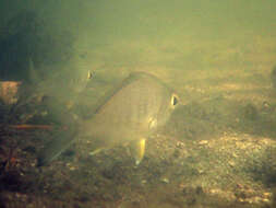 Image of Broad Shad