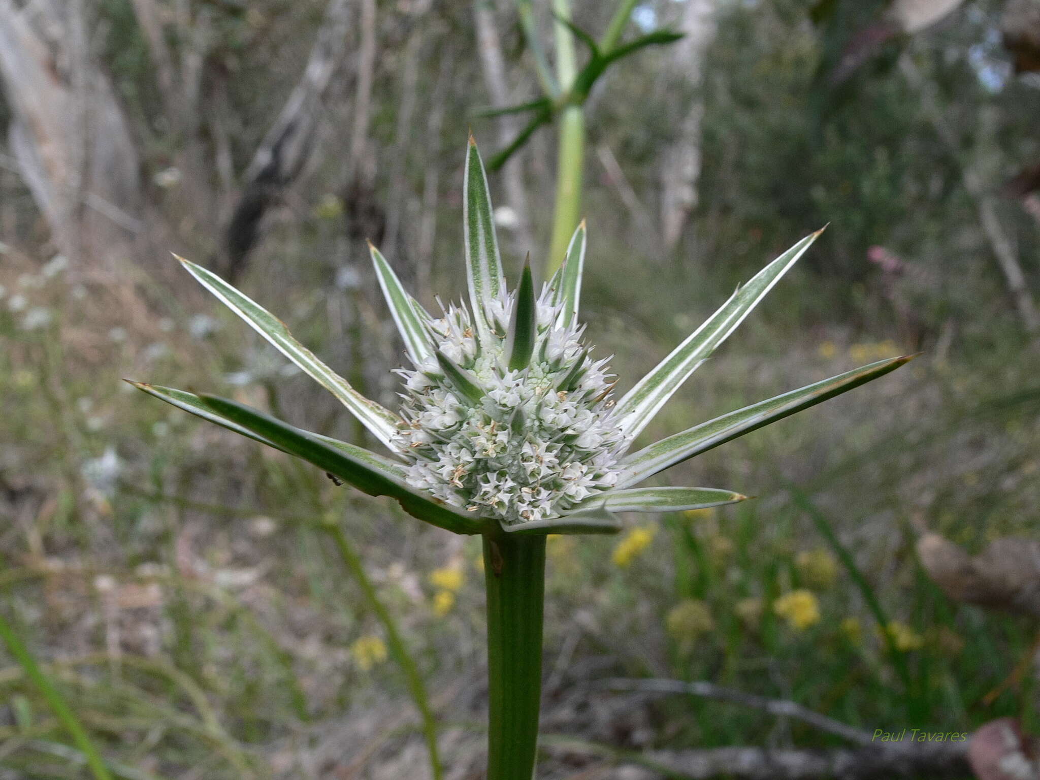 Image of Eryngium pinnatifidum Bunge