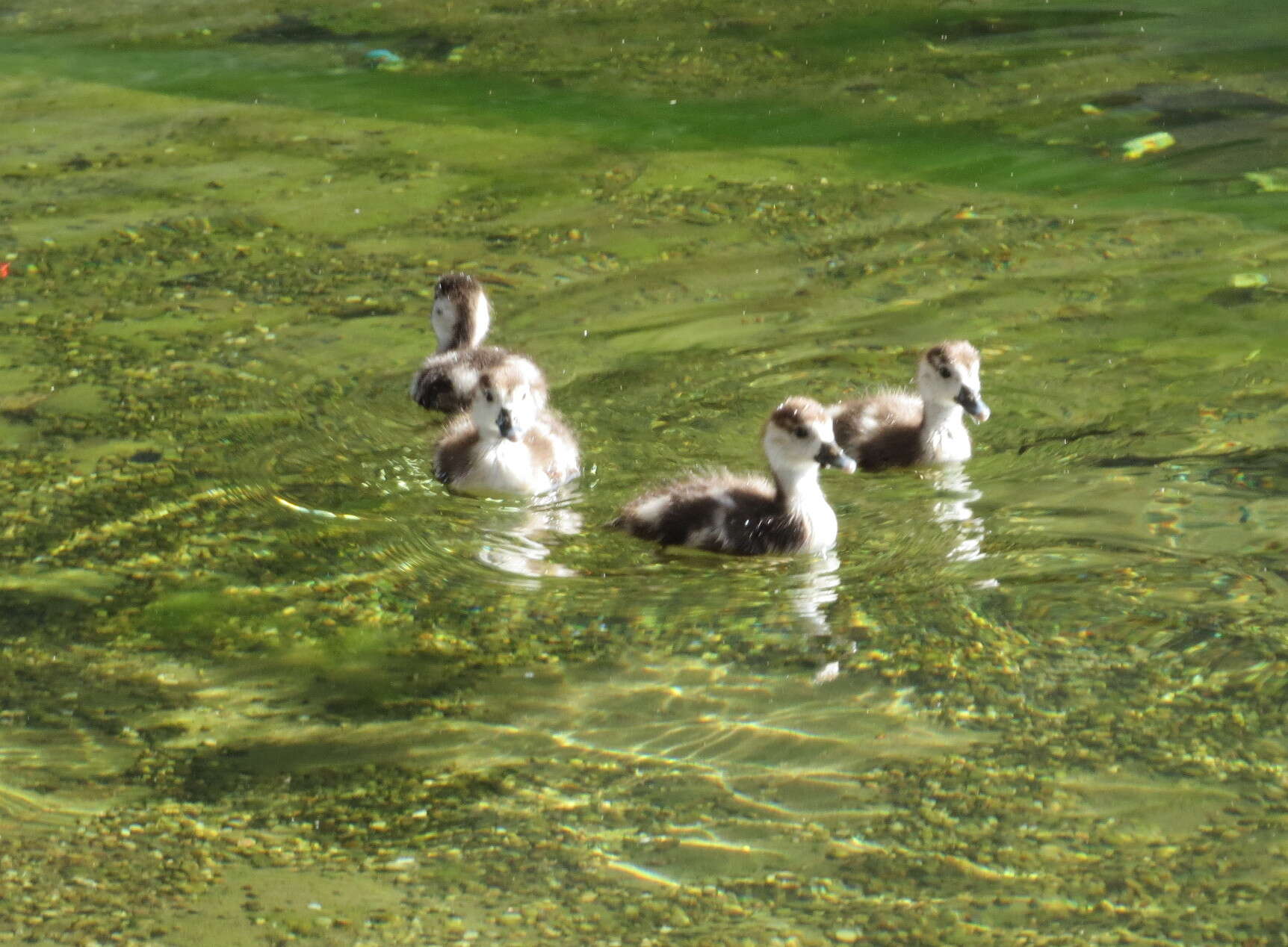 Image of Egyptian Goose