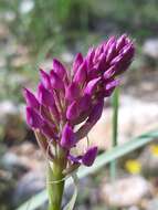 Image of Anacamptis pyramidalis var. pyramidalis