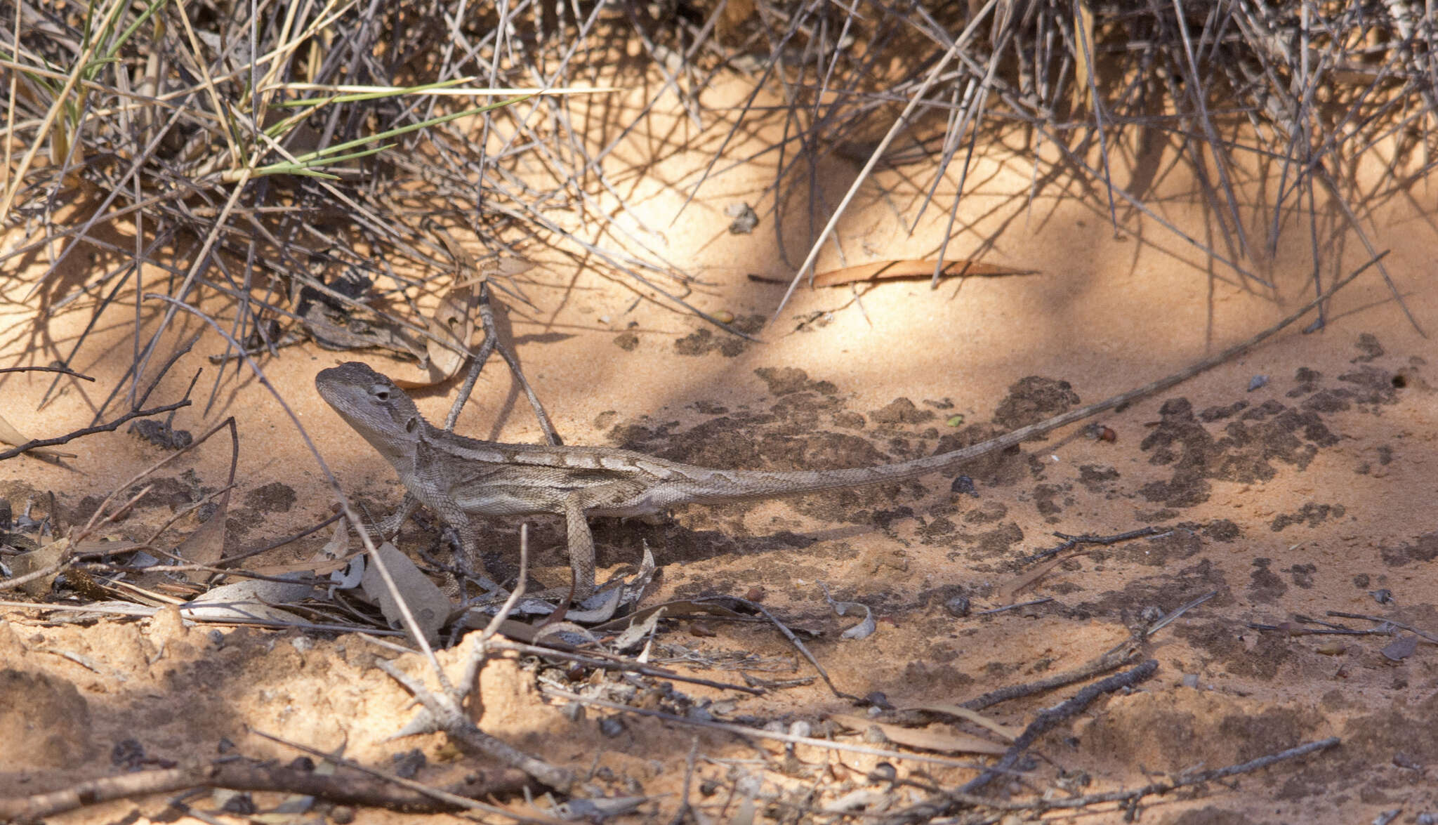 Image of Nobbi Lashtail