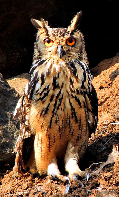 Image of Indian Eagle-Owl