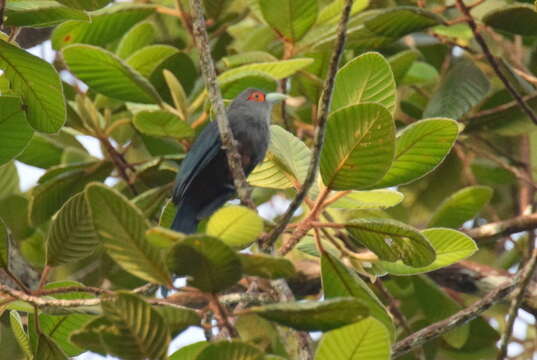 Image of Chestnut-bellied Malkoha