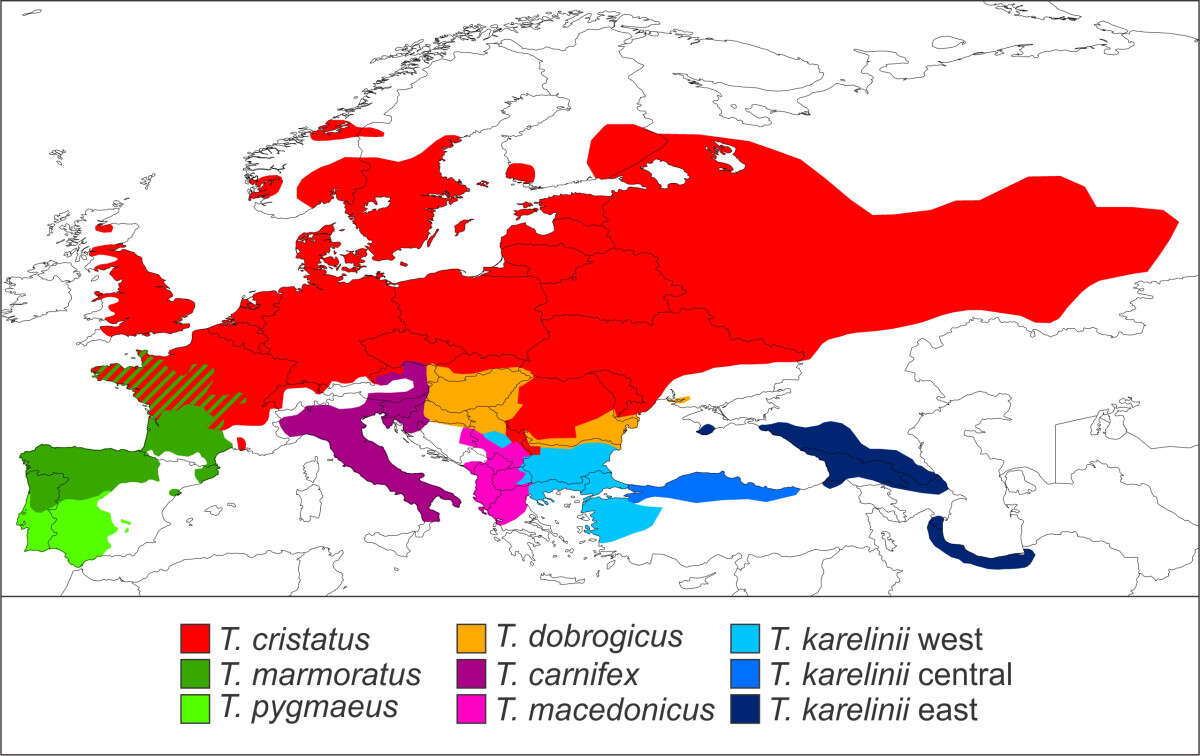 Image of Crested and marbled newts