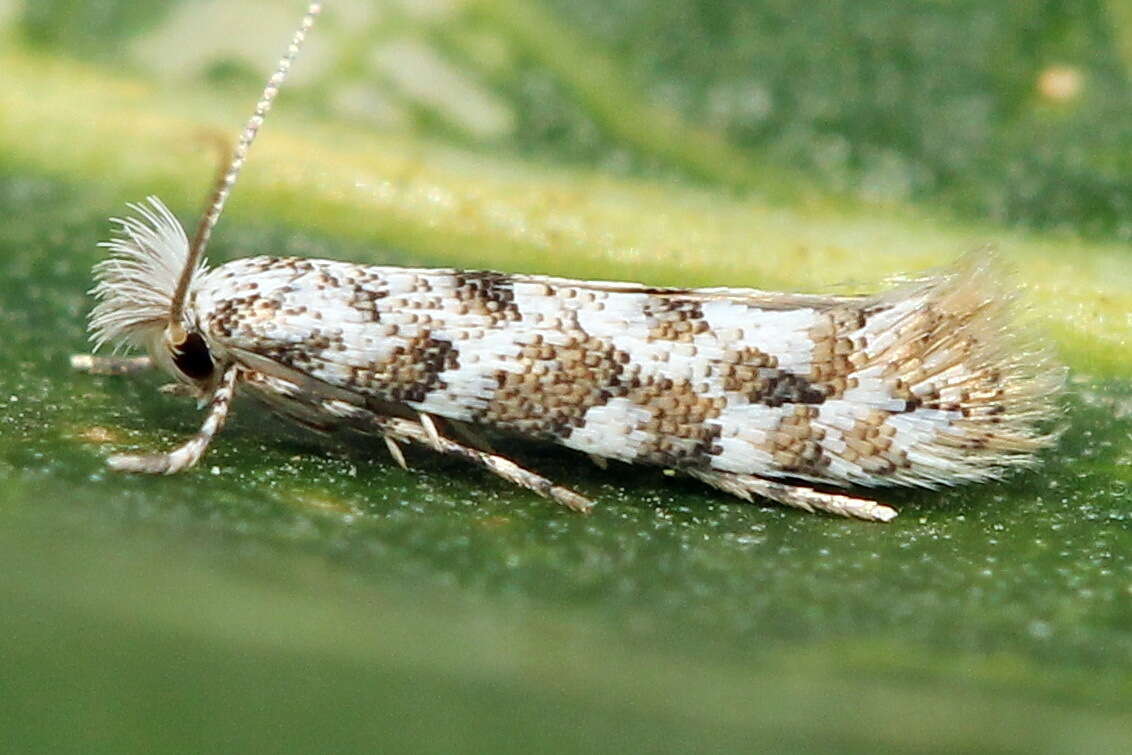 صورة Phyllonorycter populifoliella (Treitschke 1833)