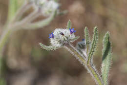 Image of Hormuzakia aggregata (Lehm.) Gusuleac