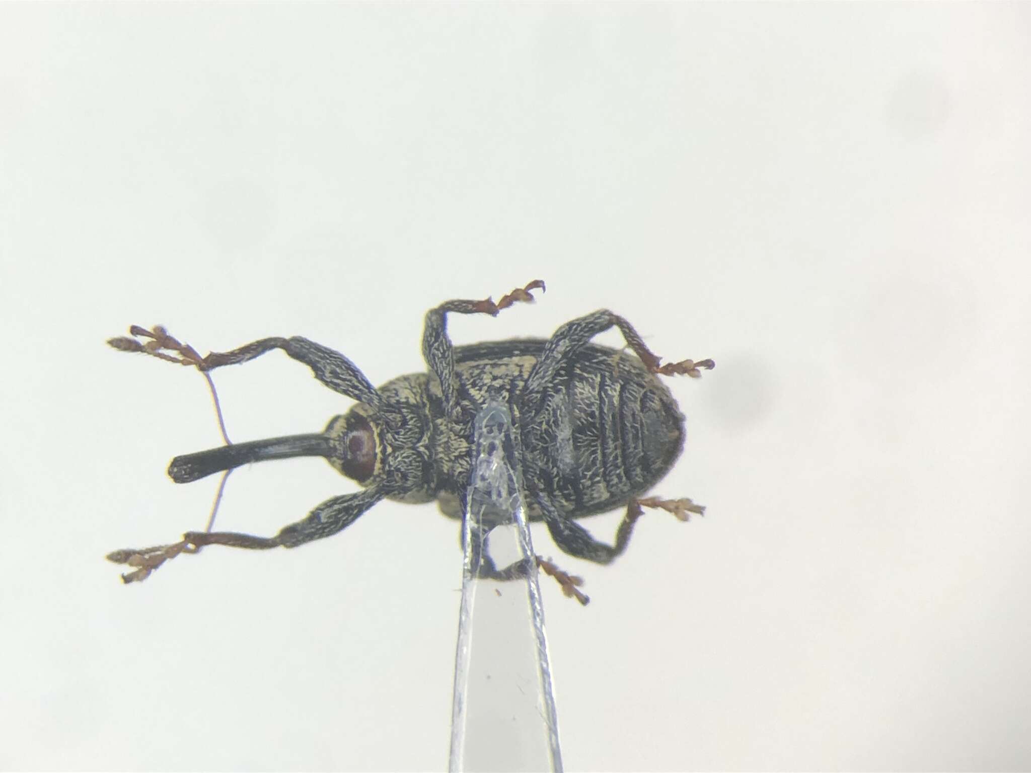 Image of Anthonomus lecontei Burke 1975