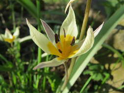 Image of Tulipa turkestanica (Regel) Regel