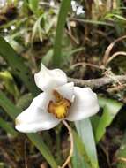 Sivun Maxillaria grandiflora (Kunth) Lindl. kuva