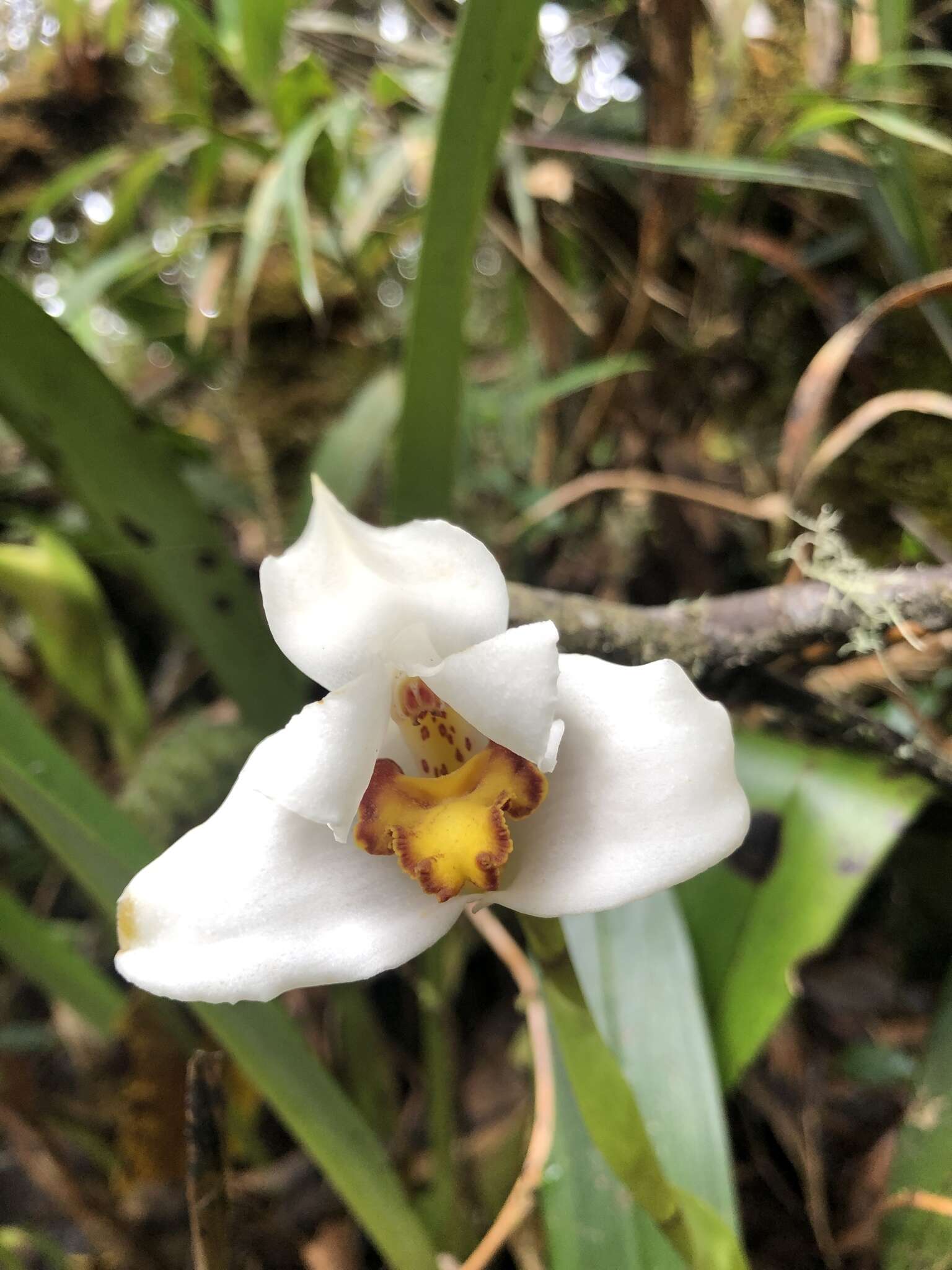 Sivun Maxillaria grandiflora (Kunth) Lindl. kuva