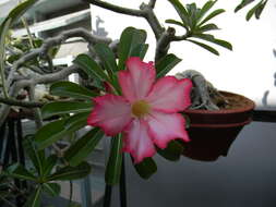 Image of Desert Rose