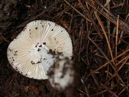 Image of Amanita marmorata Cleland & E.-J. Gilbert 1941