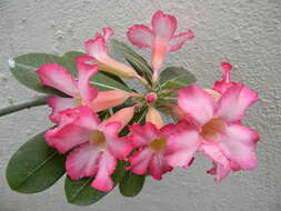 Image of Desert Rose