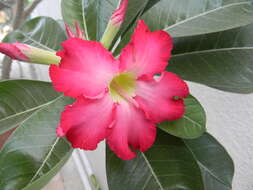 Image of Desert Rose