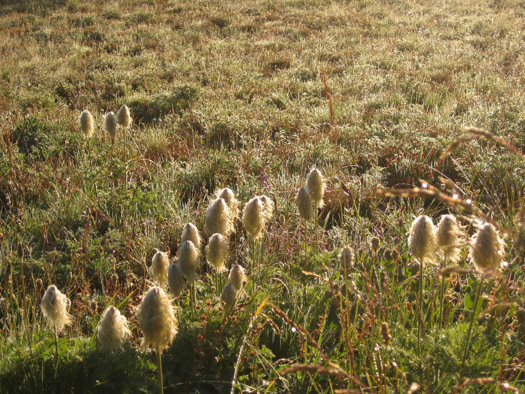 Image of white pasqueflower