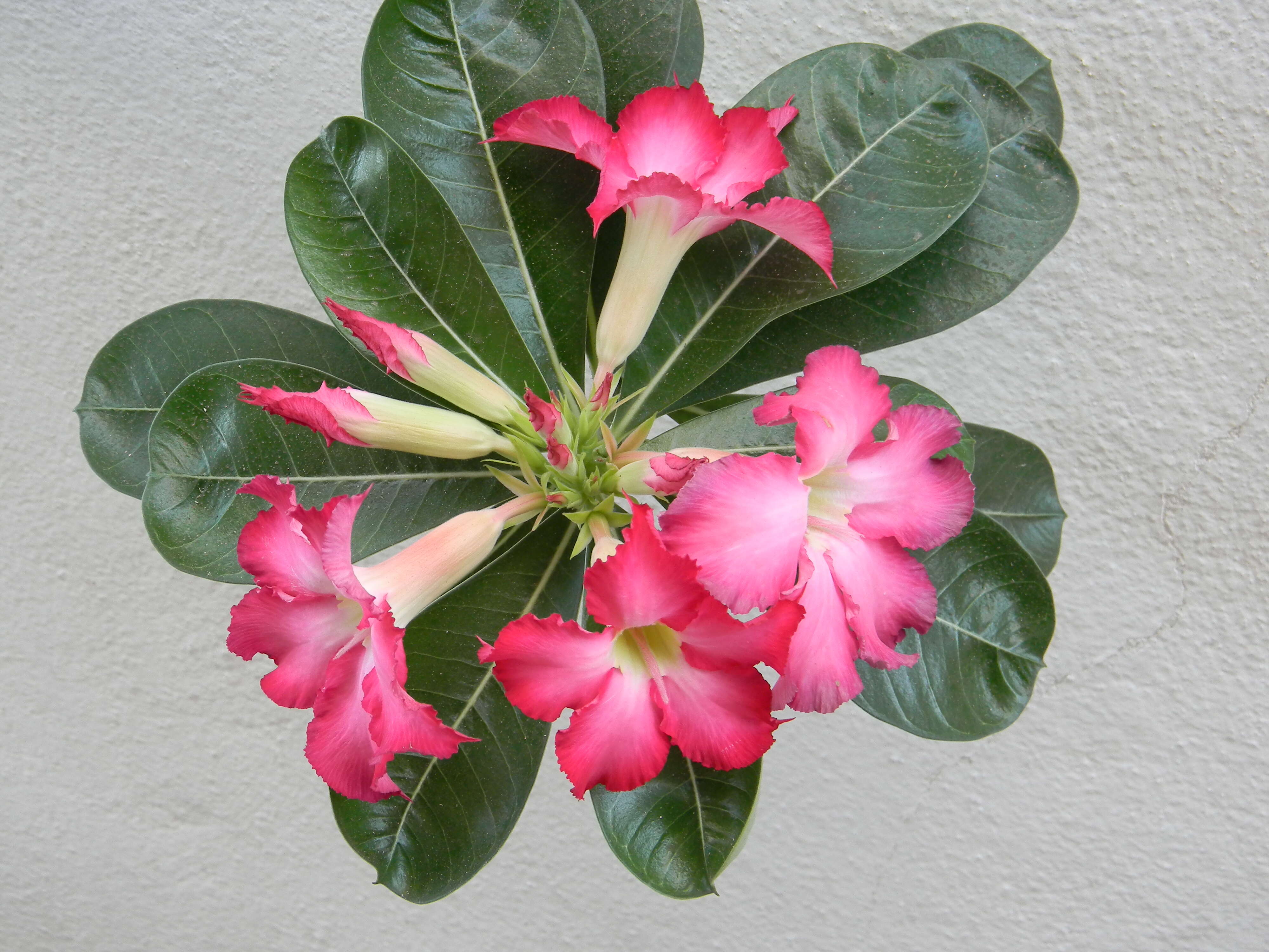 Image of Desert Rose