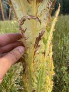 Image of Elk Thistle