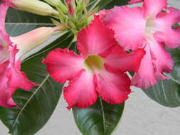 Image of Desert Rose