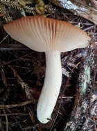 Image of Russula acrolamellata McNabb 1973