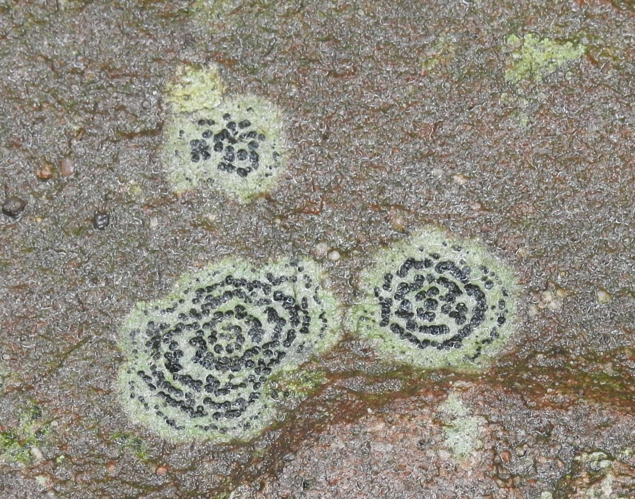 Image of crust porpidia lichen