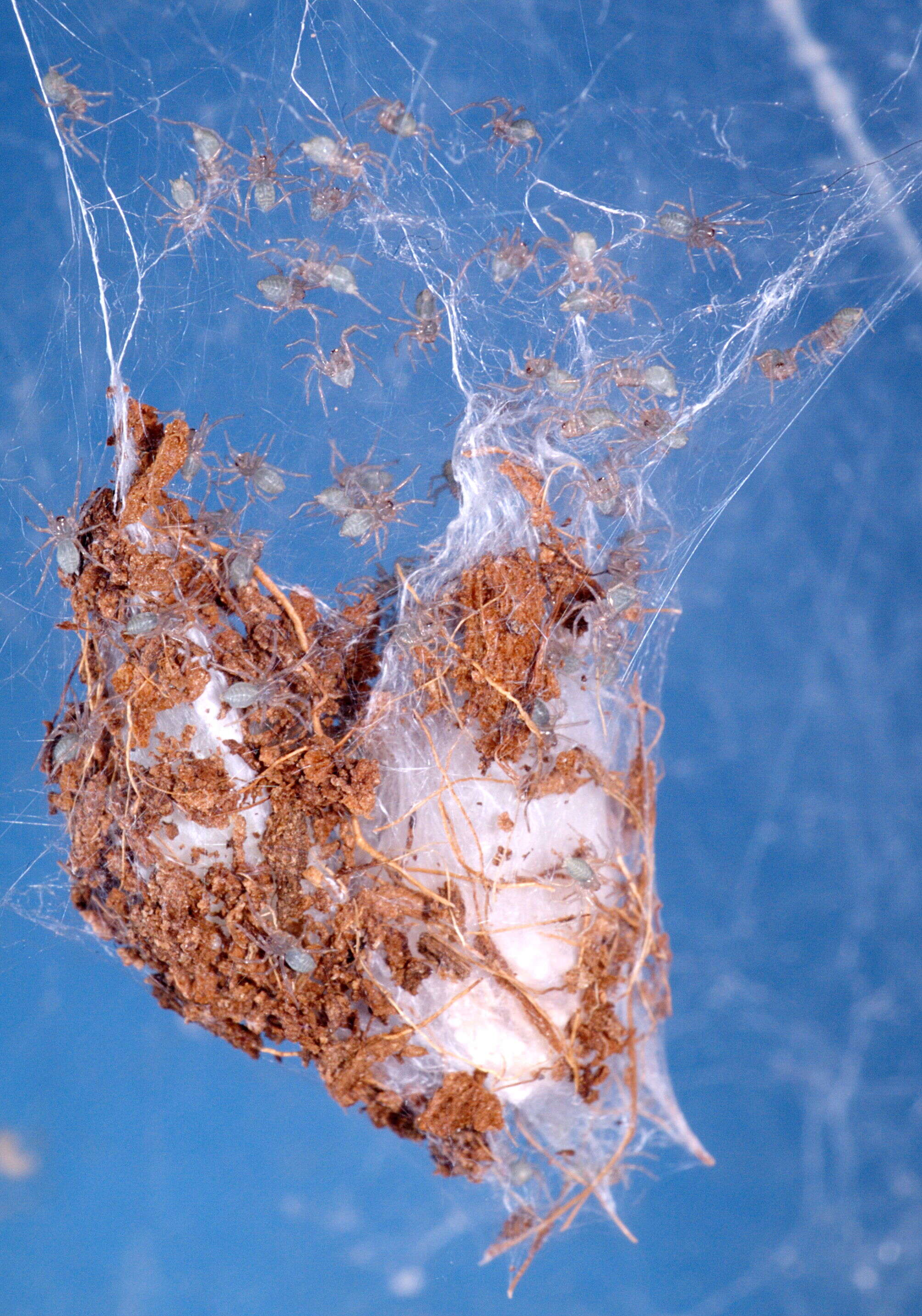 Image of Giant House Spider