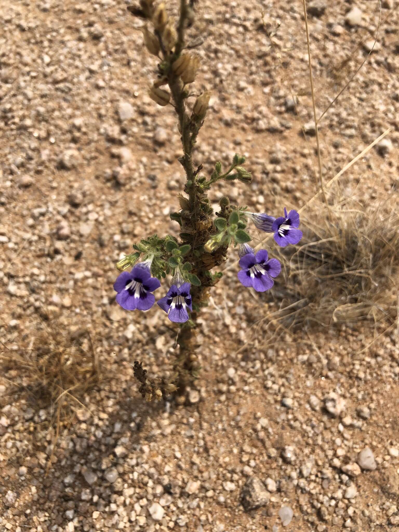 Image of Anticharis ebracteata Schinz