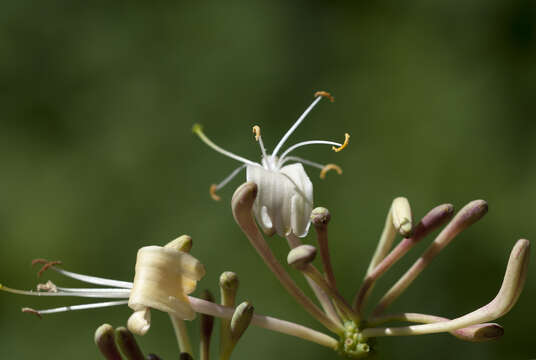 Image of Etruscan honeysuckle