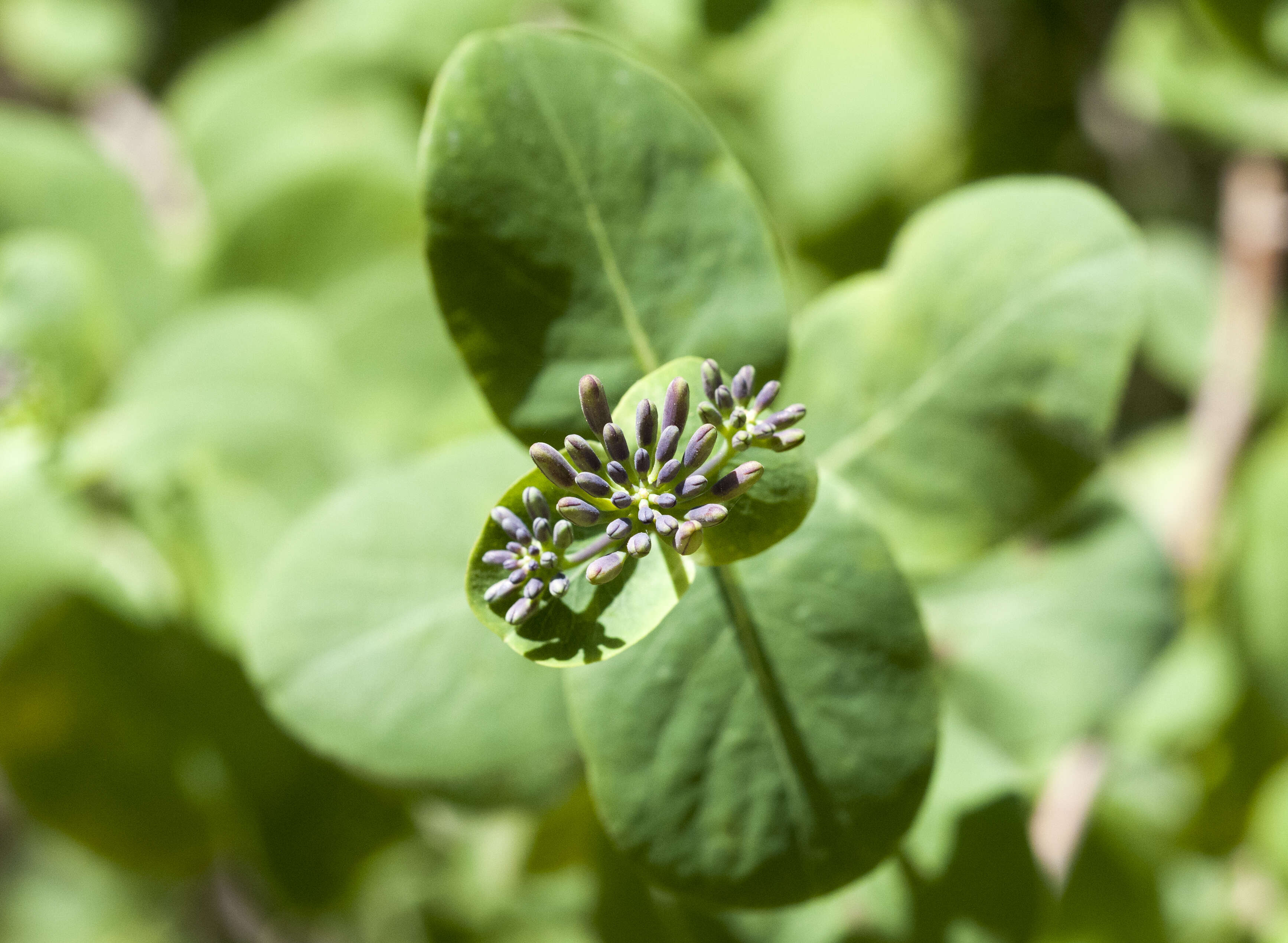 Image of Etruscan honeysuckle