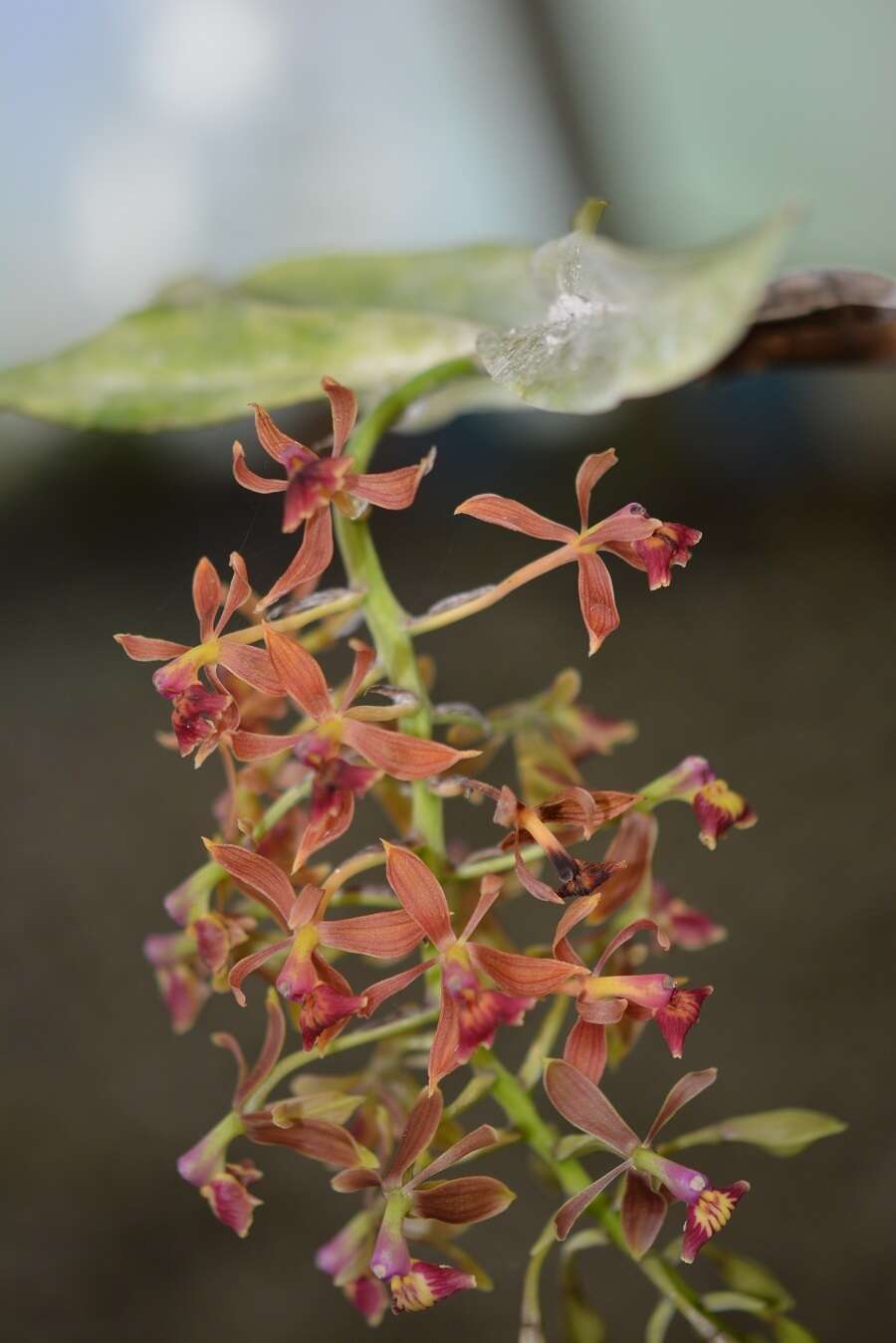 Imagem de Epidendrum radioferens (Ames, F. T. Hubb. & C. Schweinf.) Hágsater