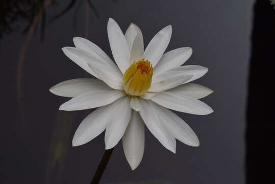 Image de Nymphaea nouchali var. pubescens (Willd.) Hook. fil. & Thoms.