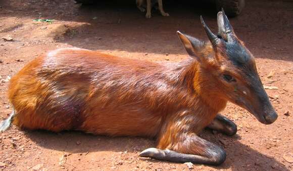 Image of Black-fronted Duiker