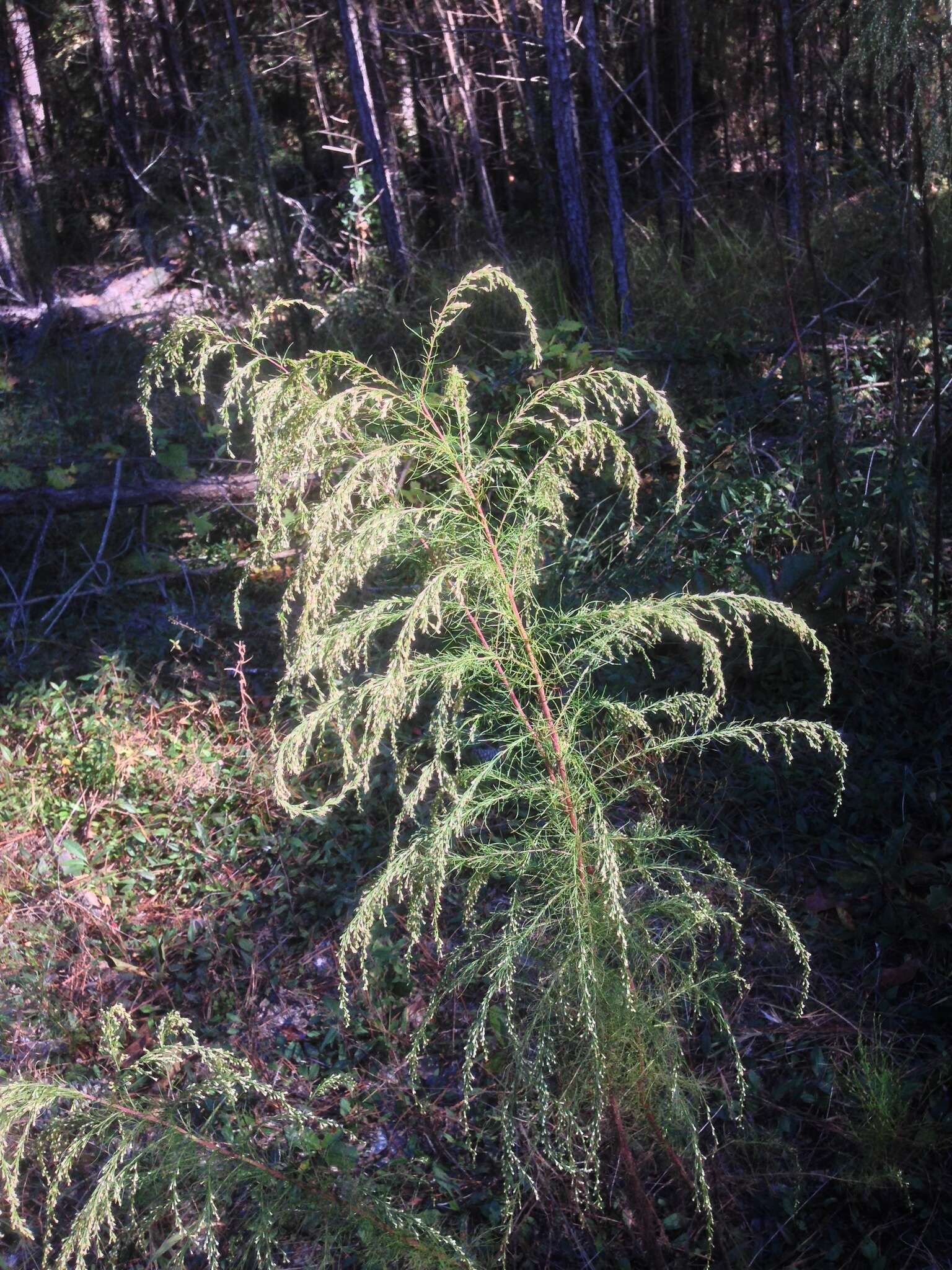 Eupatorium capillifolium (Lam.) Small的圖片