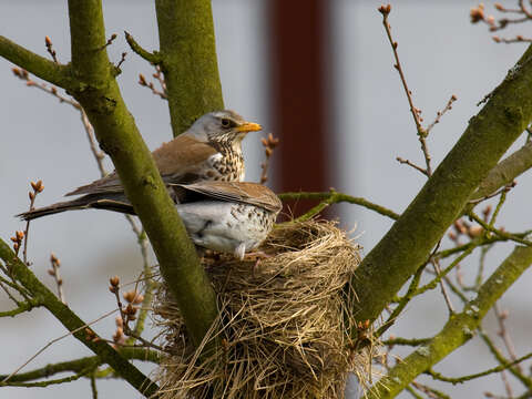 Image of Fieldfare