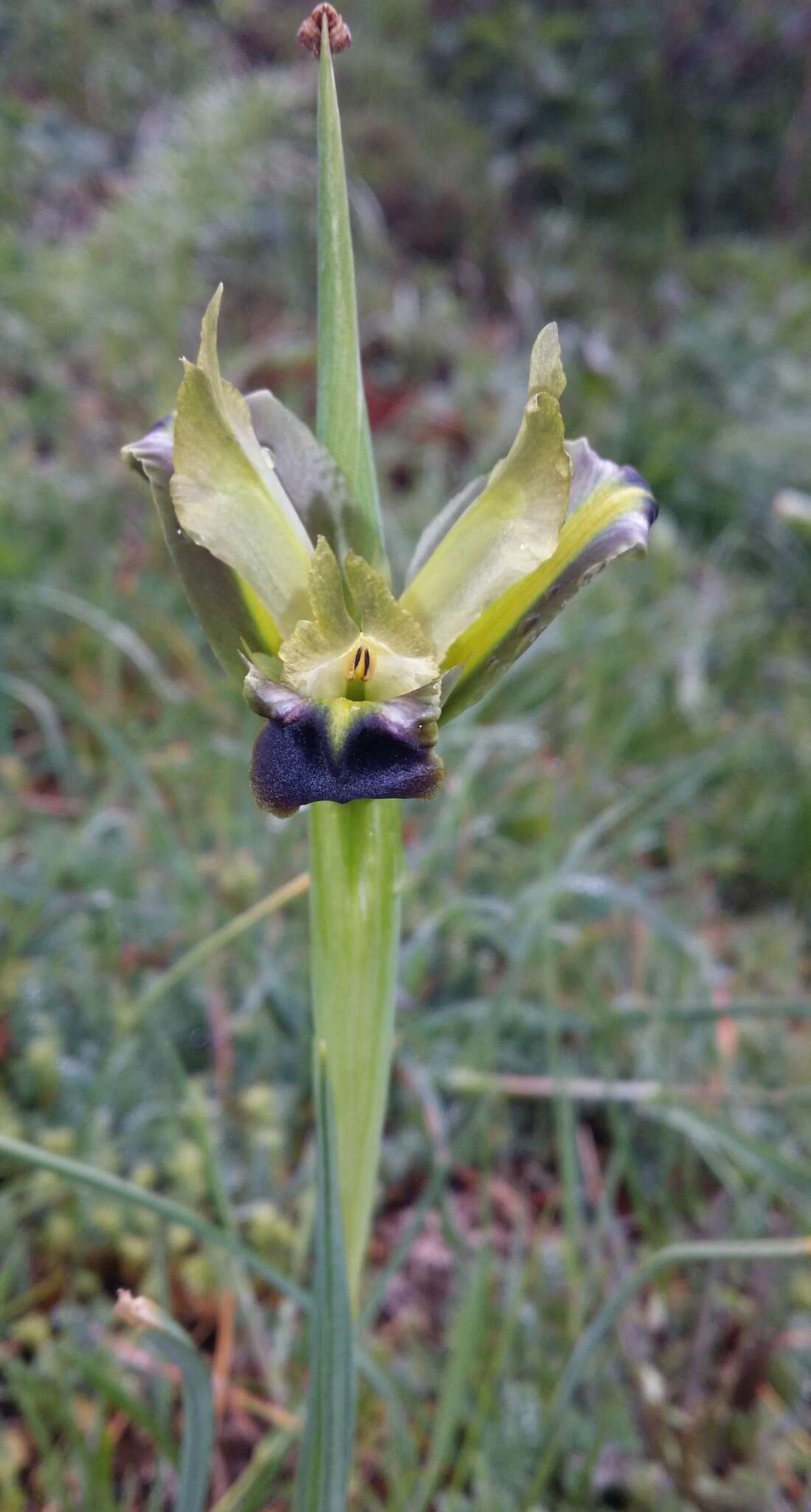 Image of Iris tuberosa L.