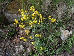 Image of Basket of Gold