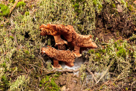 Image of Armillaria ostoyae (Romagn.) Herink 1973