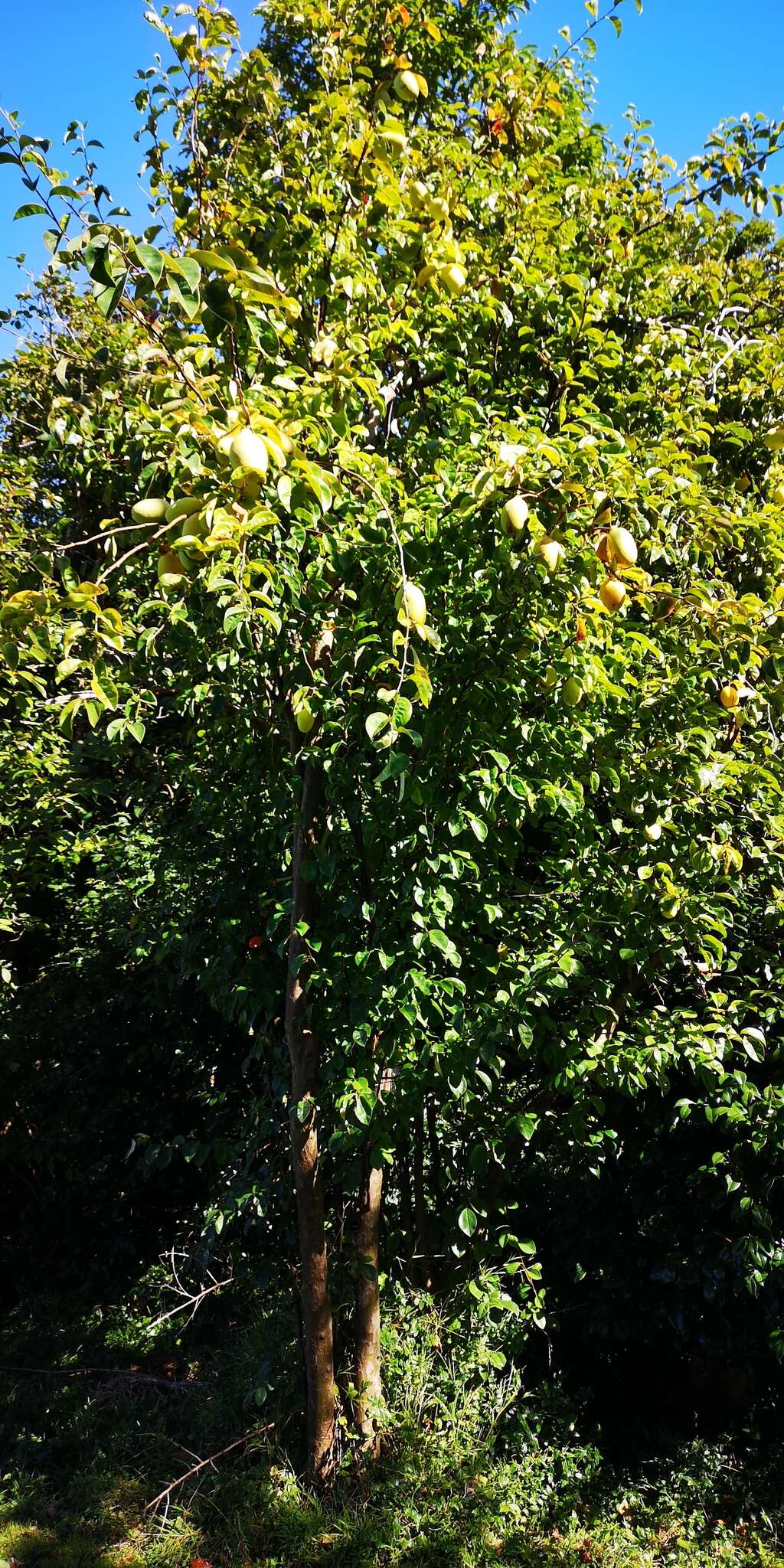 Image of Chinese-quince