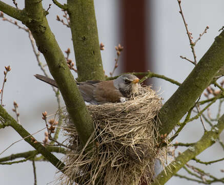 Image of Fieldfare