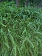 Image de <i>Nephrolepis <i>cordifolia</i></i> var. cordifolia
