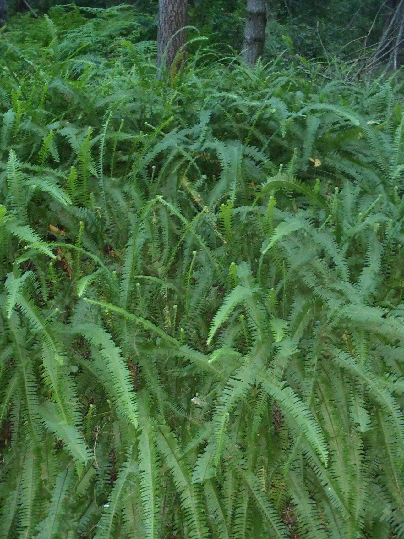 Image of <i>Nephrolepis <i>cordifolia</i></i> var. cordifolia