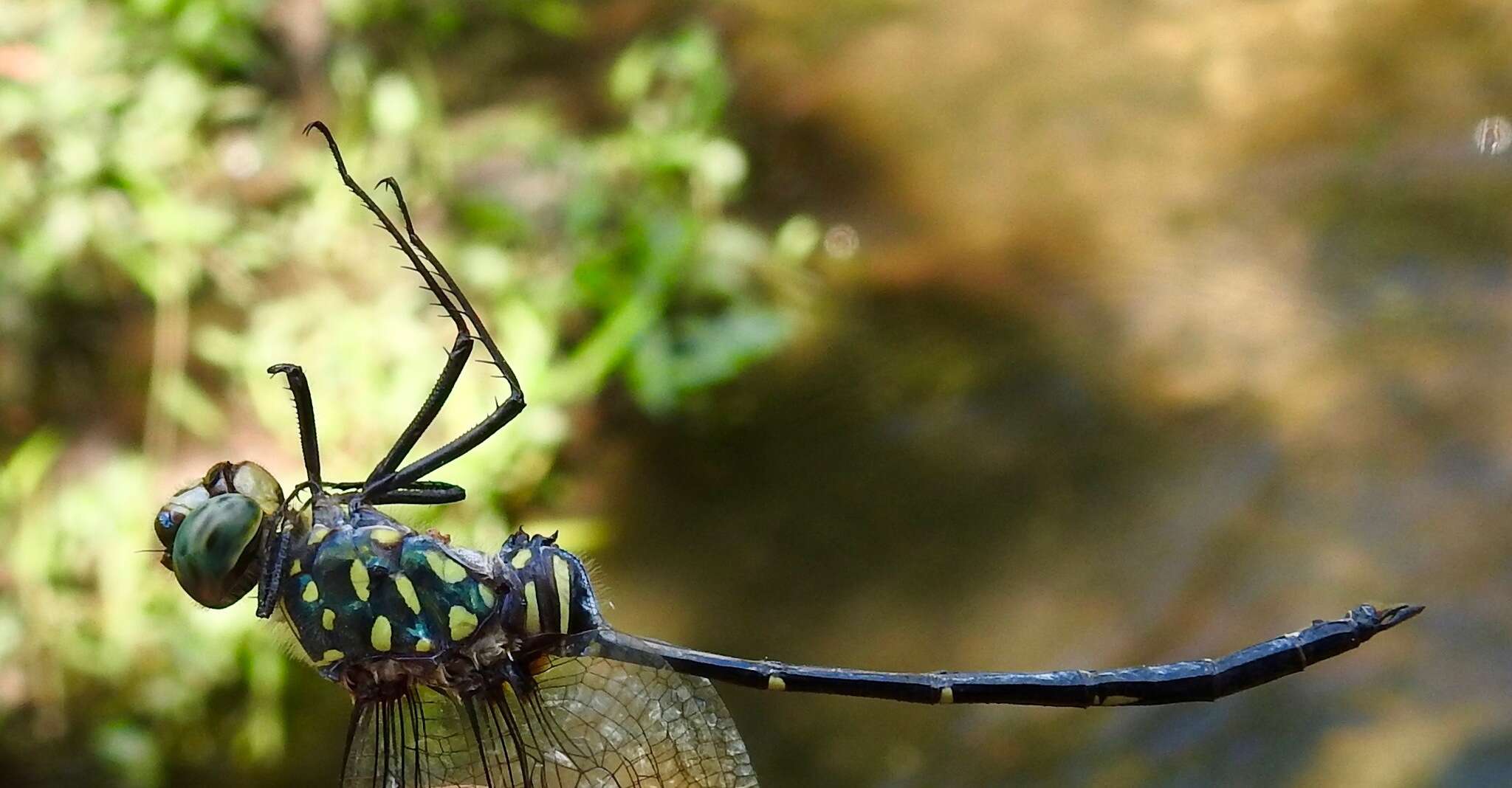 Image of Bottletail