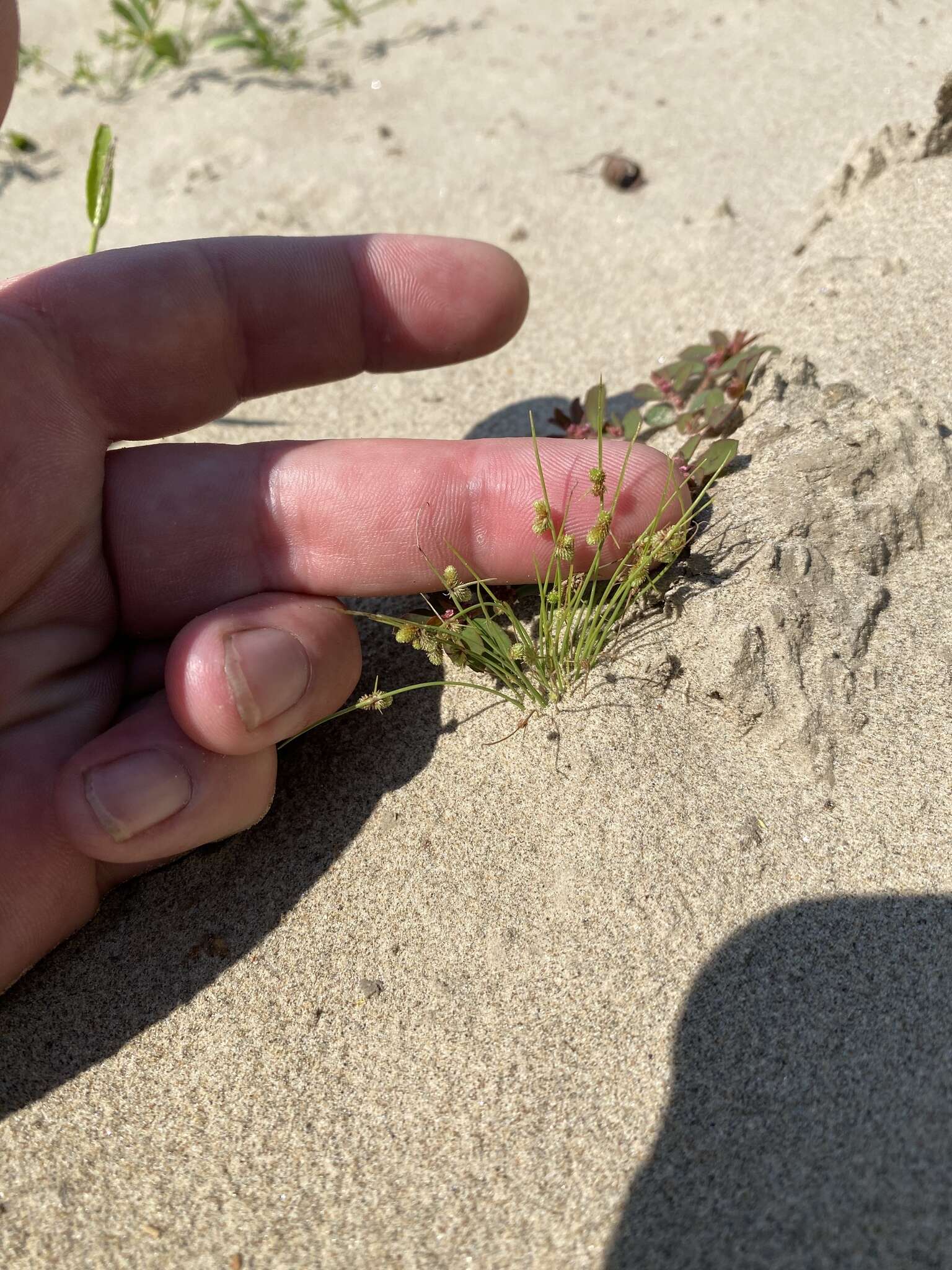 Image of Small-Flower Halfchaff Sedge