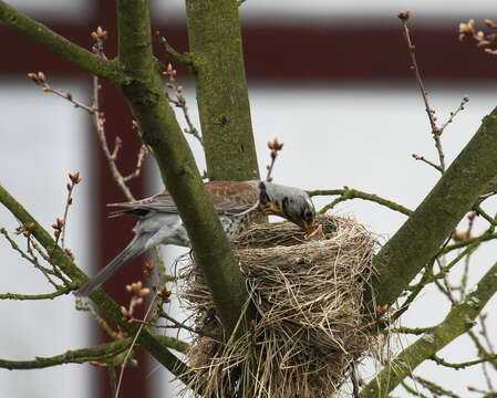 Image of Fieldfare