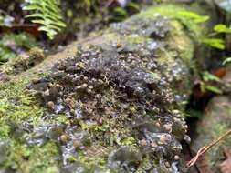 Image of blue skin lichen