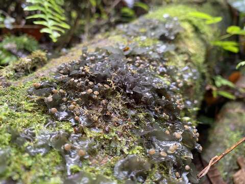 Imagem de Leptogium azureum (Sw. ex Ach.) Mont.