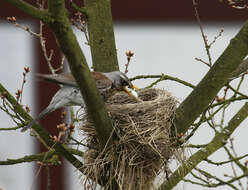 Image of Fieldfare