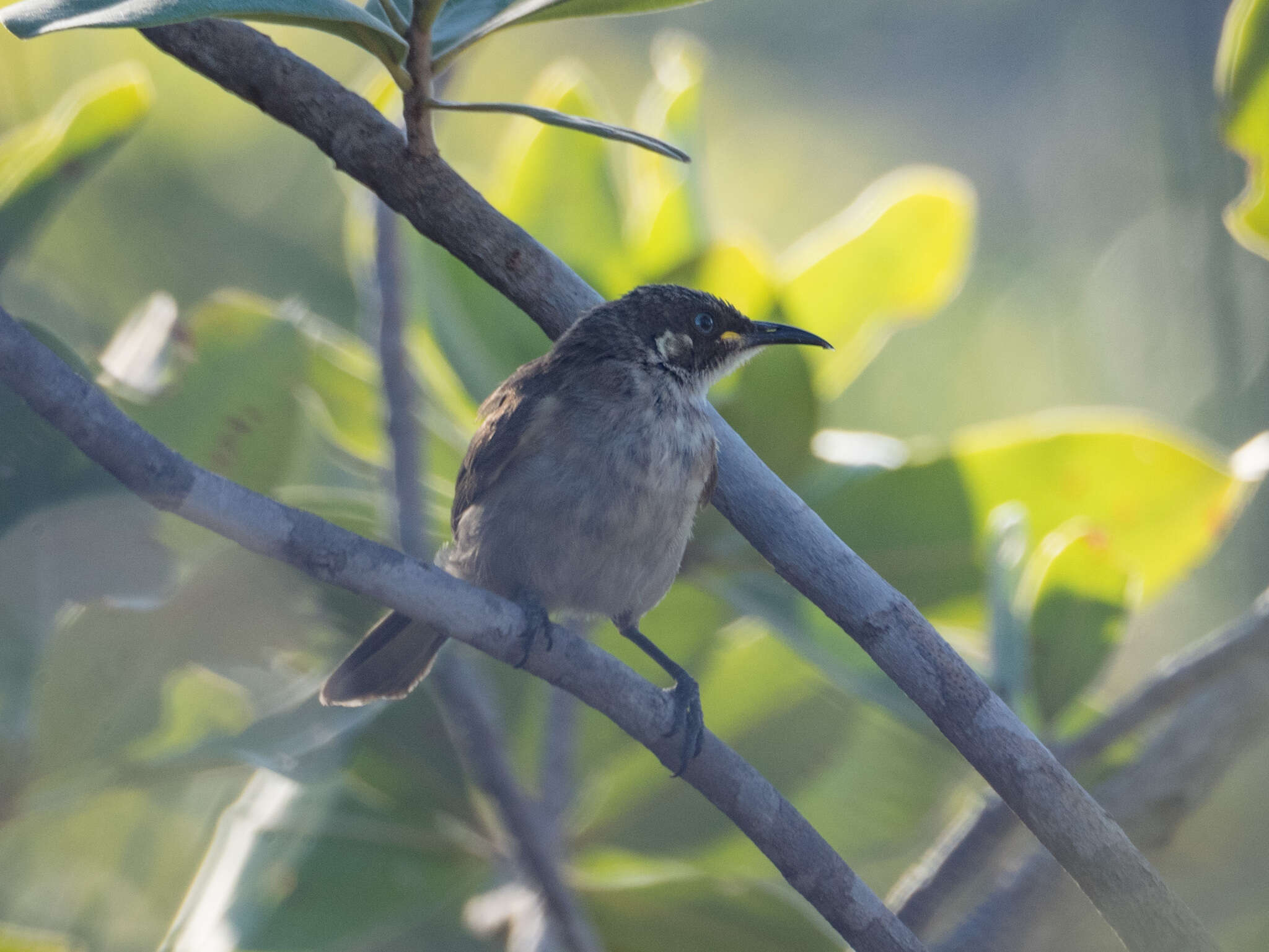 Image of White-lined Honeyeater