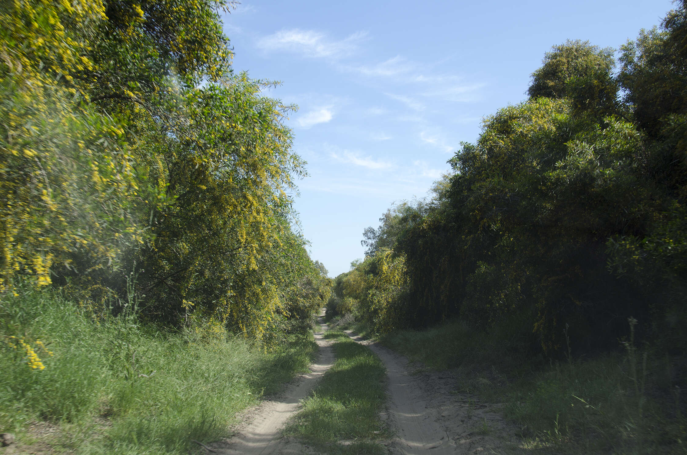 Image of orange wattle