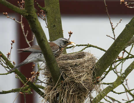 Image of Fieldfare